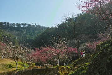 DP2M0753