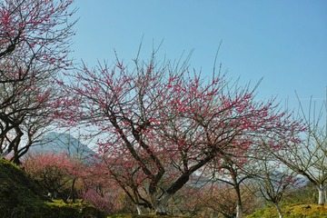 DP2M0756