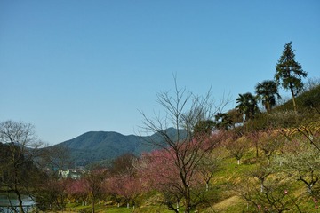 DP2M0768