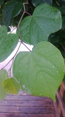 WP_20160623_035