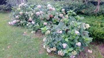 WP_20160802_070