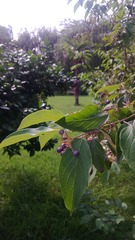 WP_20160803_026