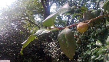 WP_20160803_035