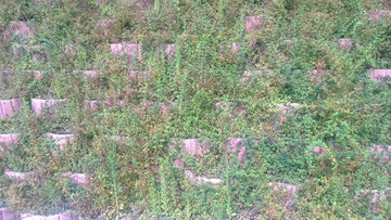 WP_20160803_042