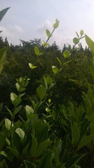 WP_20160803_044