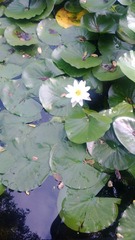 WP_20160803_049