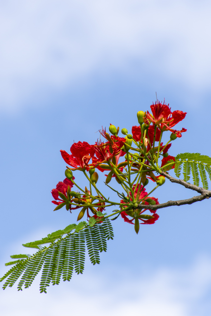 凤凰花摄于广东茂名