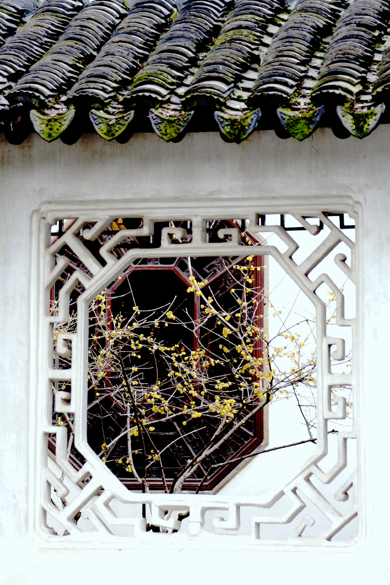 窗内梅