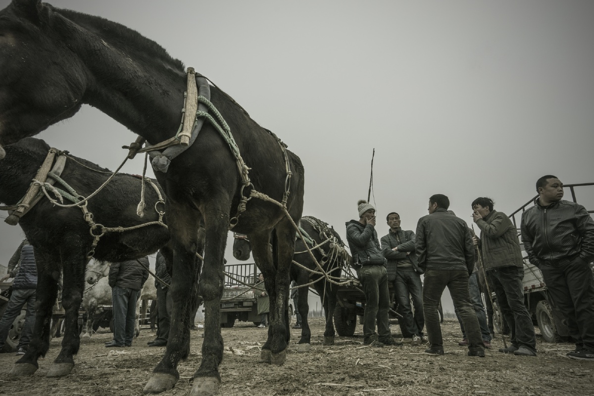 赶着一挂漂亮的三套车进入市场正在交易的马看口岁百余匹骡马等待交易