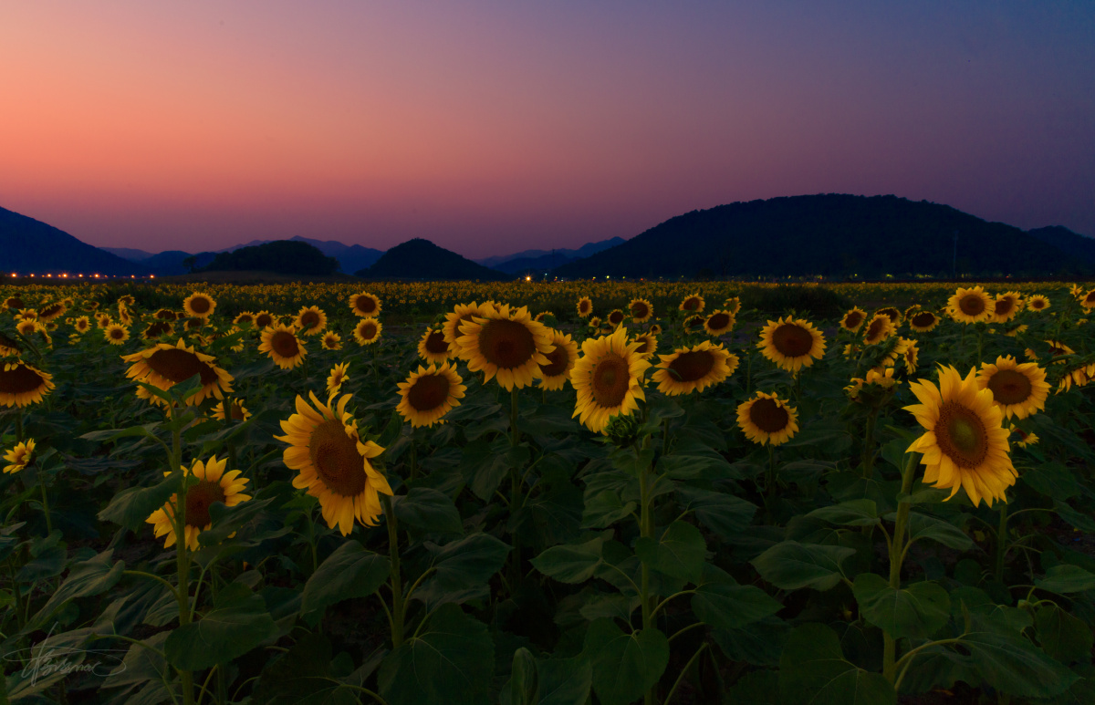 花海日落向日葵花海随着日落西下从黄金时刻到蓝调时刻都是一副美丽