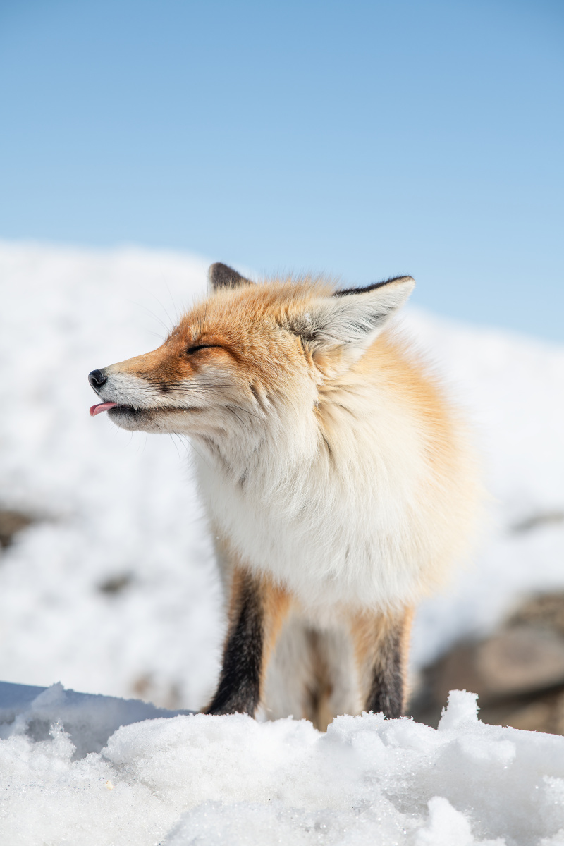 喀纳斯 狐狸 - 仁慈的古小丑 - 图虫