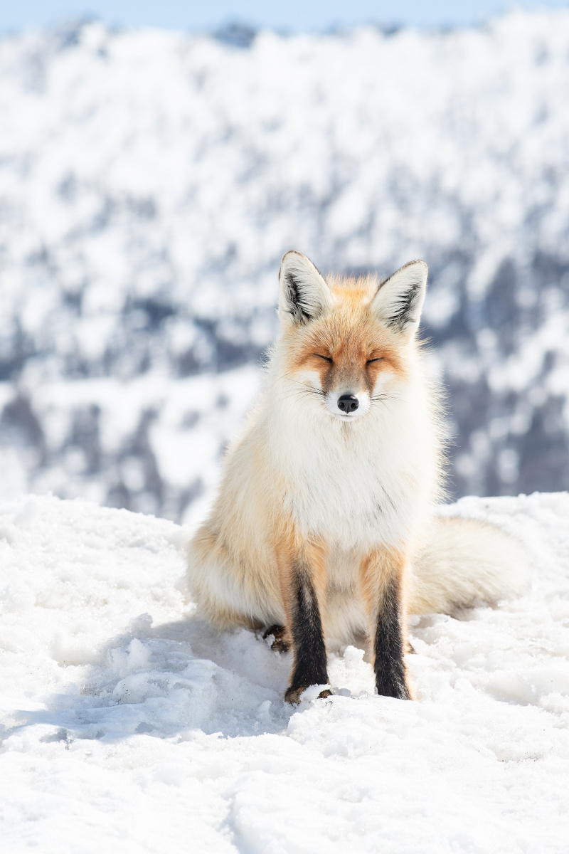 喀纳斯 狐狸 - 仁慈的古小丑 - 图虫