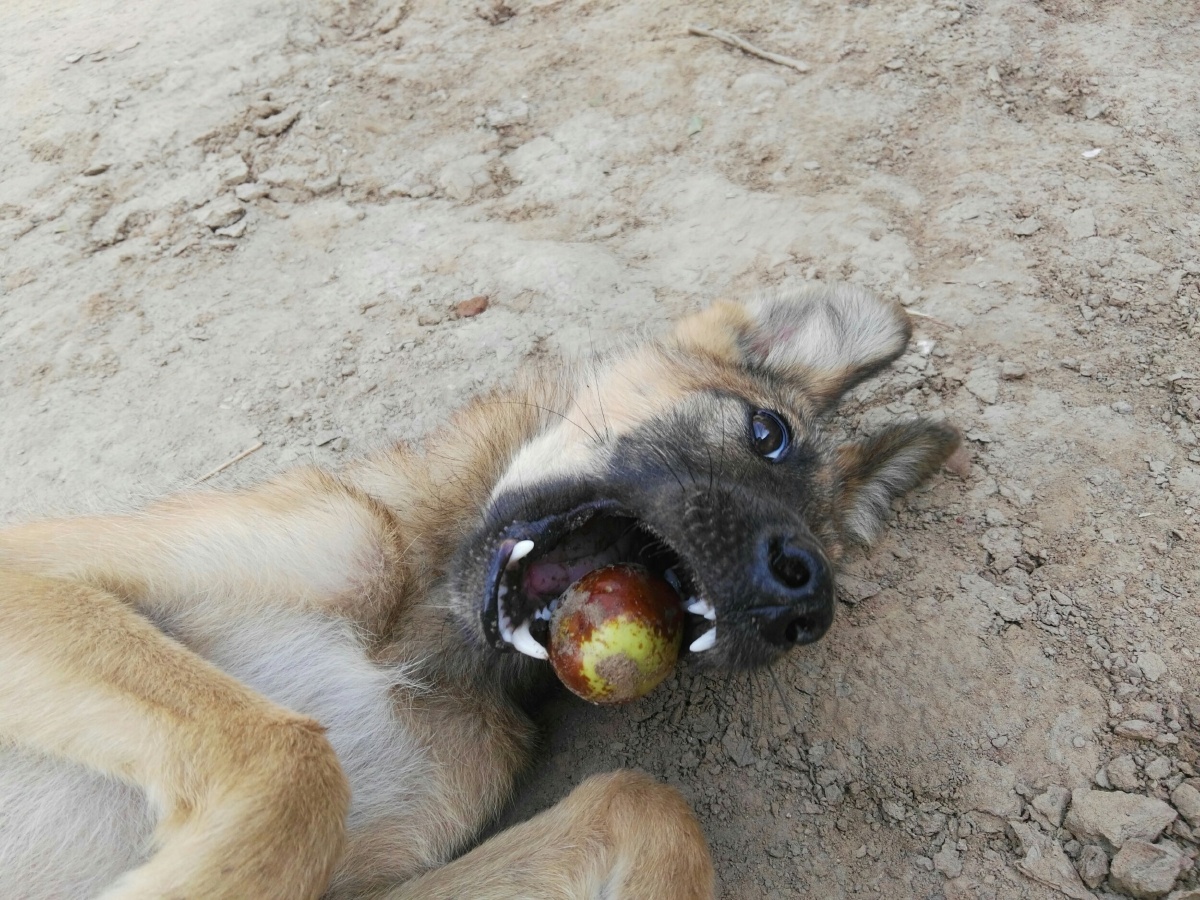 枣熟了 狗子专挑大的啃
