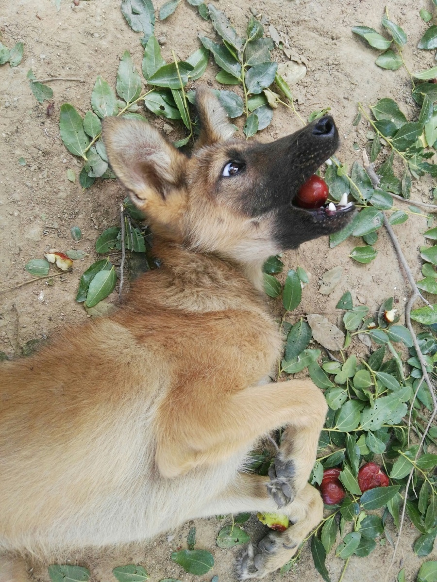 枣熟了 狗子专挑大的啃