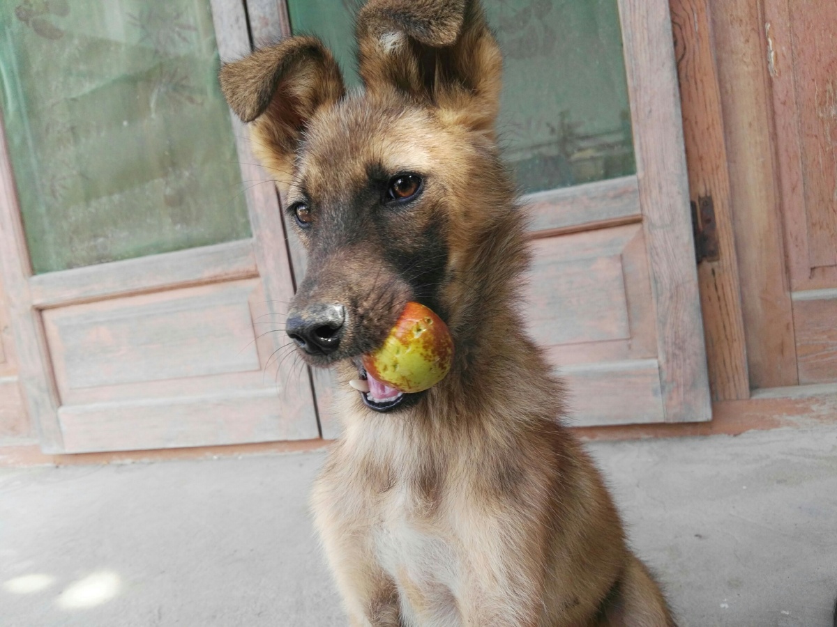 枣熟了 狗子专挑大的啃