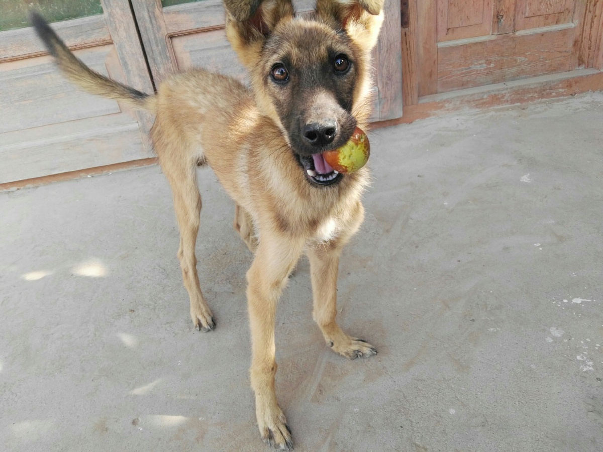 枣熟了 狗子专挑大的啃