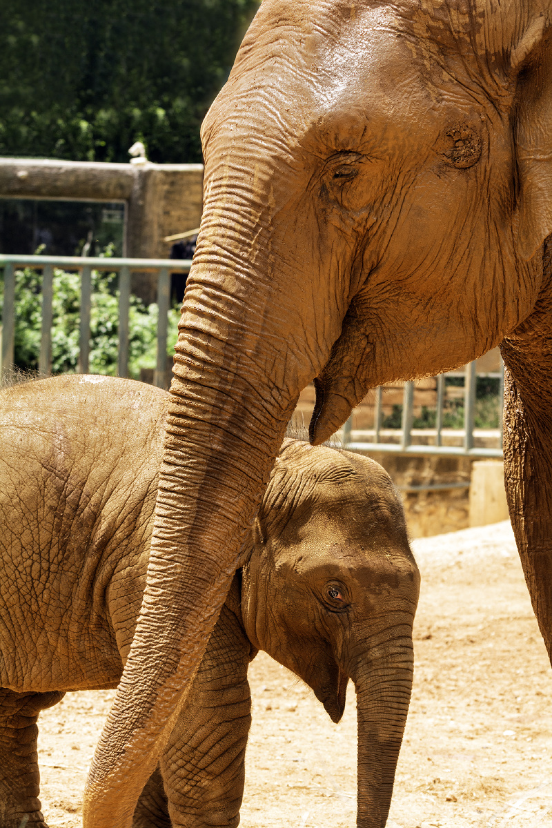 小象和它的妈妈 - 独立摄影师张锋 - 图虫网 - 最好的摄影师都在这