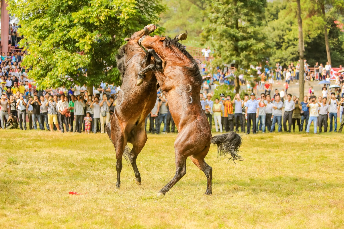 斗马激战正酣
