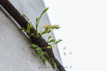 LEO_0006