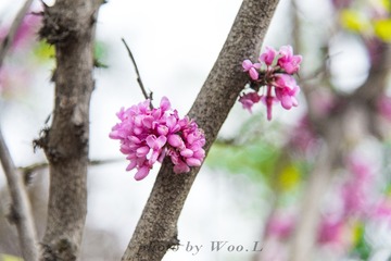 LEO_0007