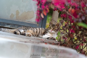 LEO_0010