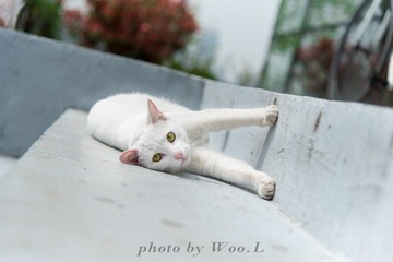 LEO_0011