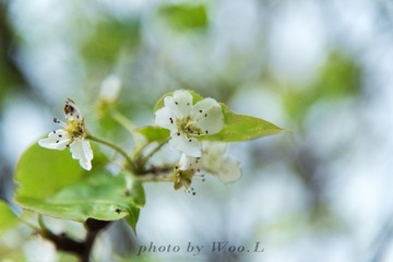 LEO_0017