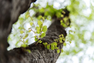 LEO_0029
