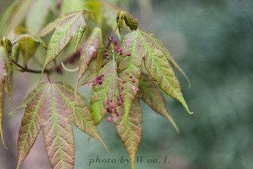LEO_0033