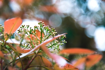 LEO_0034