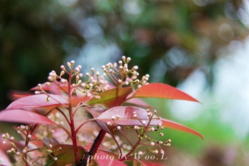 LEO_0064