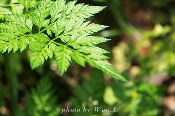 LEO_0074