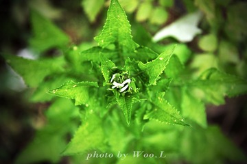 LEO_0088