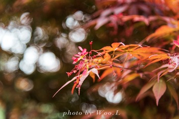 LEO_0092