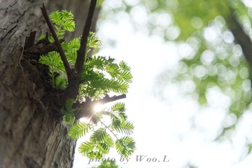 LEO_0097