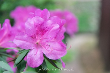 LEO_0103