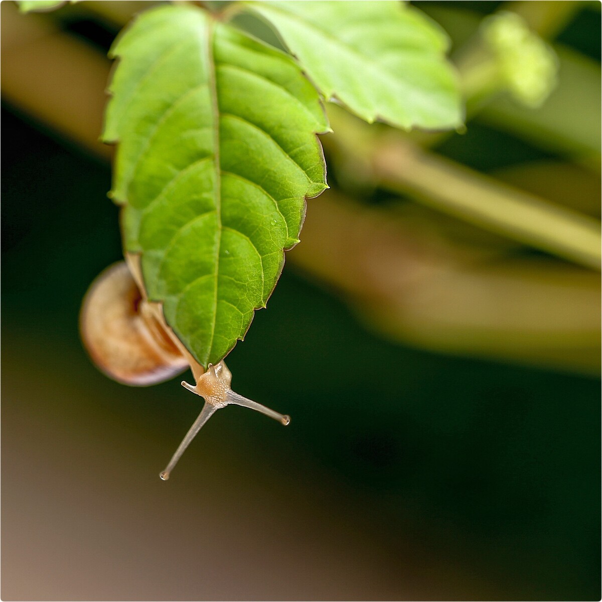 【6D•100F2.8】•《蝸牛》<br />
如果蝸牛有愛情<br />
不會為房子憂愁<br />
<br />
它背著房子從南走到北<br />
帶著家旅行永遠不會累<br />
<br />
……