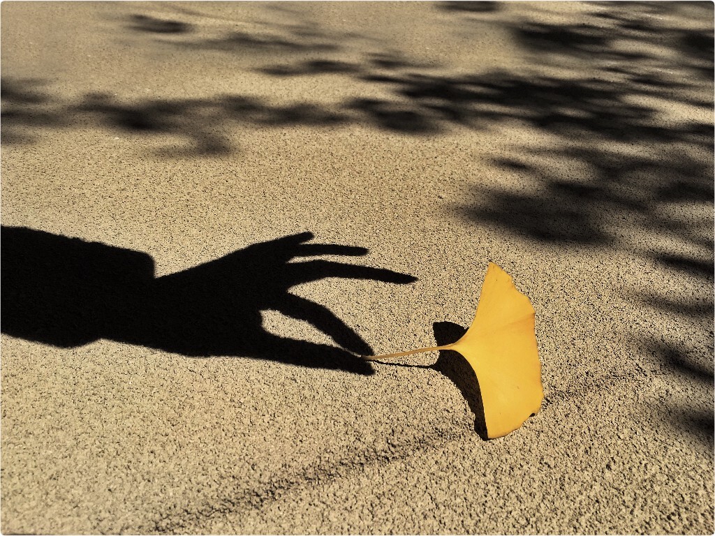 【手機隨拍】•《拾秋》<br />
鏡中摘花 水中撈月<br />
還有這<br />
小徑拾秋<br />
終究都是留不住<br />
感傷不過徒增煩惱<br />
隨緣才是定理<br />
……