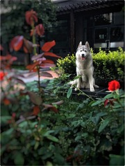 《花與狗》