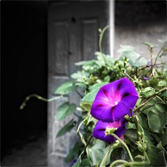 《雙生花》