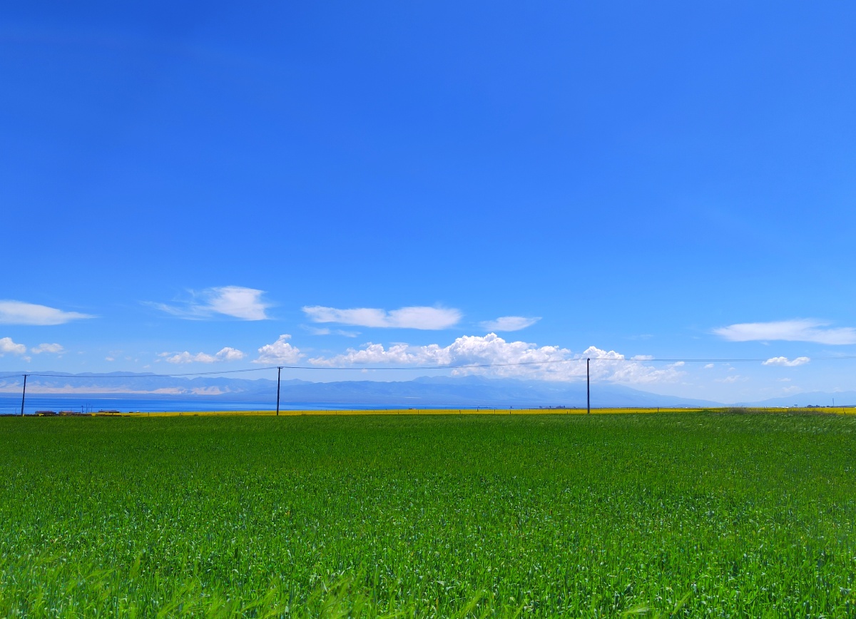 青青麦田拍摄于青海湖畔