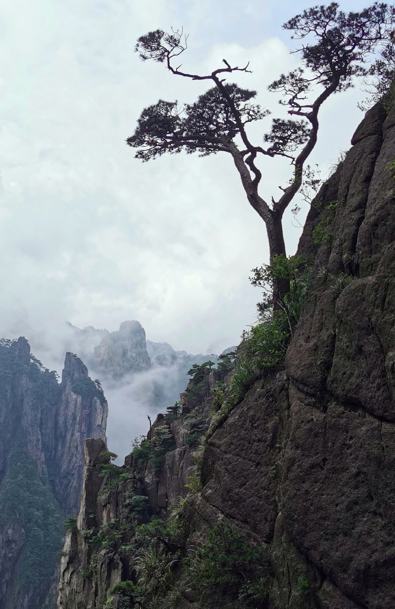 黄山松,拍摄于黄山西海大峡谷. - 割麦狮0708 - 图虫