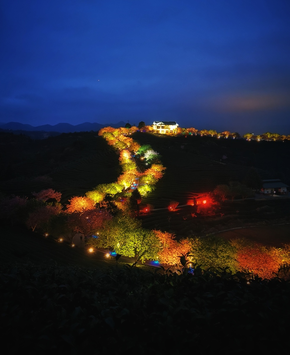 漳平市永福镇台品樱花茶园夜景