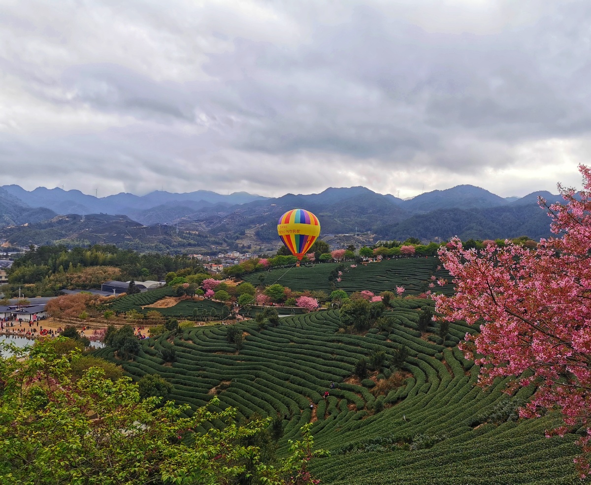 漳平市永福镇台品樱花茶园