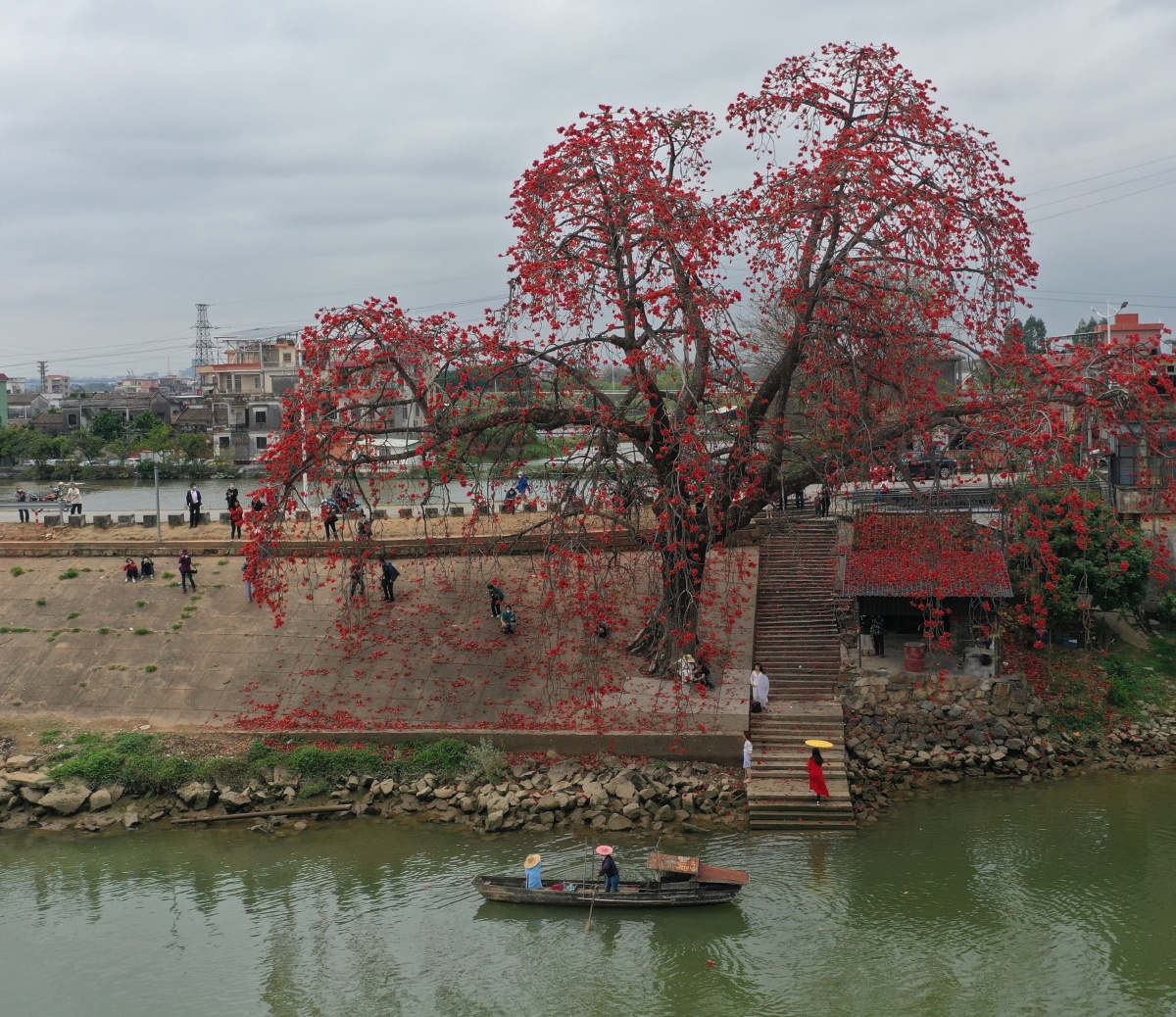 盛开的木古棉广东省佛山市顺德区勒流街道勒北堤边200多年树龄的木棉