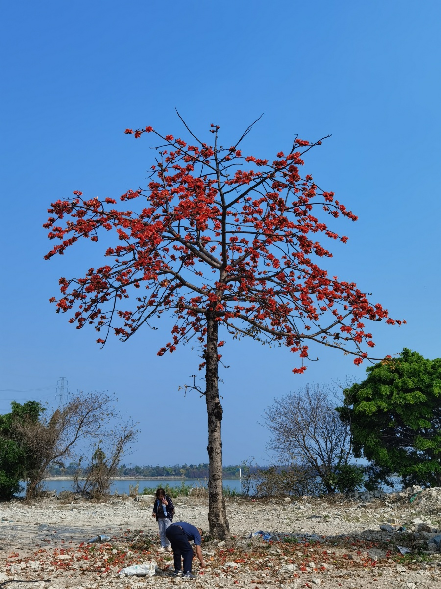 村民在树下捡木棉花瓣,是一味中药,可去湿气. - 邓贤俊