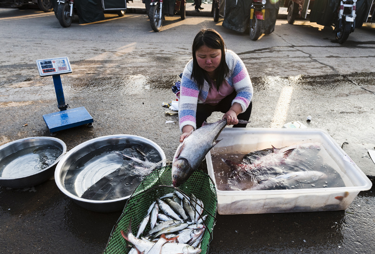 《沅水河边的鱼市和城市渔民》(组照)