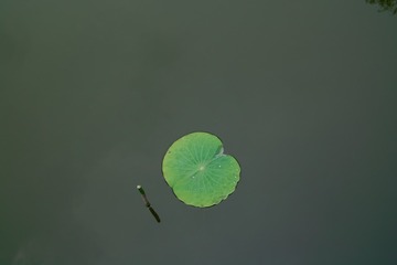 SDIM0038