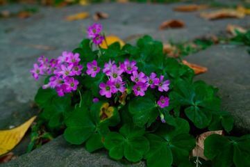 SDIM1384