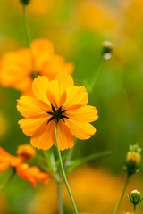 DSC03674_cr